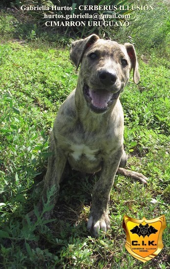 A large breed tan brindle puppy with a large head, a wide chest and big paws sitting down in grass looking up