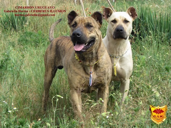 Two large breed tan dogs with rounded ears, wide faces, large black noses and almond shaped eyes standing outside in tall grass