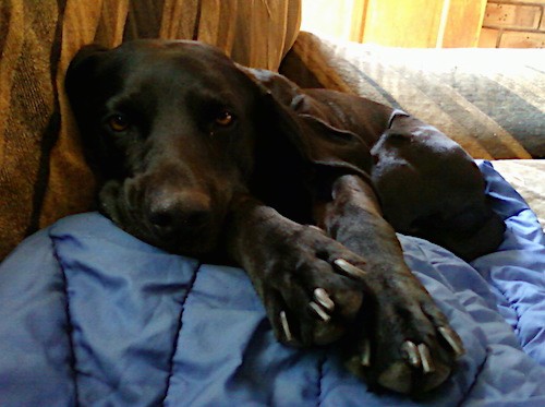 A shiny coated, short haired, black, soft looking dog with brown eyes and long hanging ears laying down on a couch looking sleepy