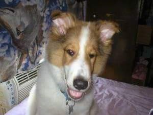 Close up head shot of a white and tan puppy with a long muzzle, a big black nose and small ears that stand up and fold down at the tips