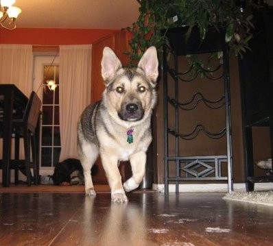 A low to the ground, short legged, prick eared shepherd looking dog walking across a hardwood floor inside of a house