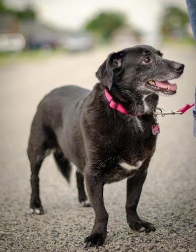 A thick bodied dog with very short legs and a long muzzle with ears that hang to the sides standing outside in the street