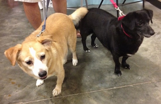 Two low to the ground dogs, a tan with a white muzzle and a black dog standing side by side on leashes inside of a building