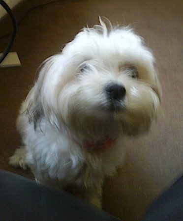 A thick coated, longhaired white dog with a black nose and dark eyes that are covered up by her face hairs sitting down on a tan carpet looking up