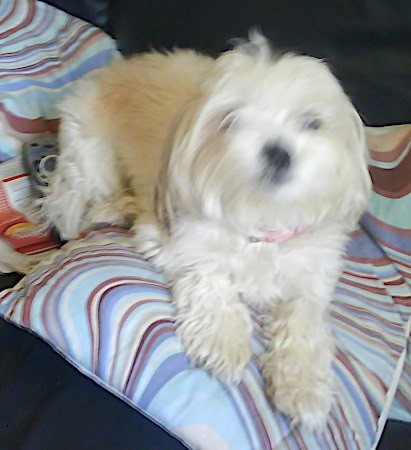 A little white longhaired, fluffy, soft-looking dog laying down on a TV remote on top of a colorful pillow