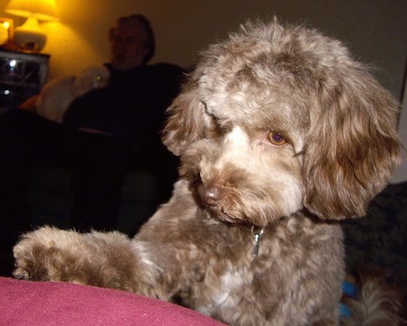 A thick coated, soft, wavy haired brown adn tan dog with long hanging, thick ears, brown eyes and a brown nose jumped up at a red chair