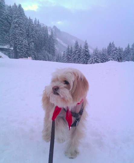 A little tan dog standing outside in the snow looking to the left