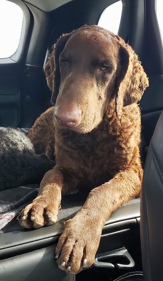 A large breed brown dog with a wavy coat laying down sleepily inside of a car.