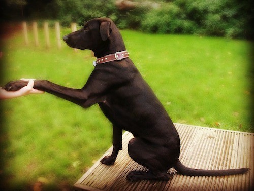 A large breed short haired black dog with a long pointy snout and a black nose wearing a brown leather collar sitting down outside on a tan platform with his front paw in a person's hand