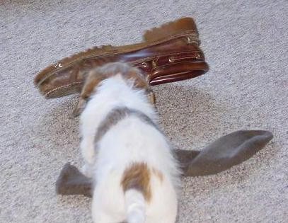 The backside of a small white puppy with tan markings playing with a brown shoe and a gray sock