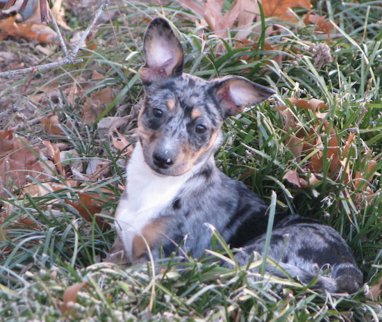 A merle color  puppy with a white chest sitting down outside in grass.