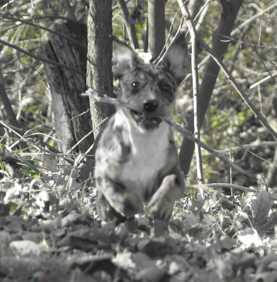 Action shot of a puppy running in the woods with a stick in her mouth