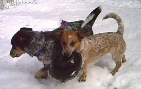 Two short, low to the round dogs, a gray and black and a tan and white dog playing with a toy in snow