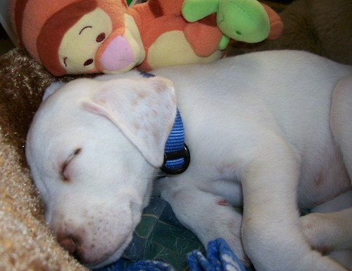 A small white, short haired puppy with tan ticking on her ears laying down sleeping on her side with a plush Tigger doll toy behind her