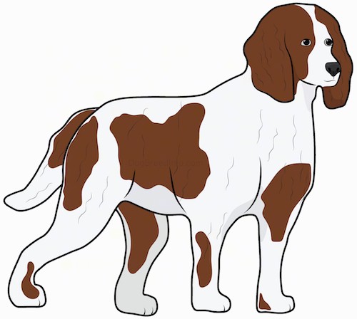 Side view drawing of a brown and white dog with long brown ears that hang down to the sides, a black nose, a long tail and a thick fur coat standing