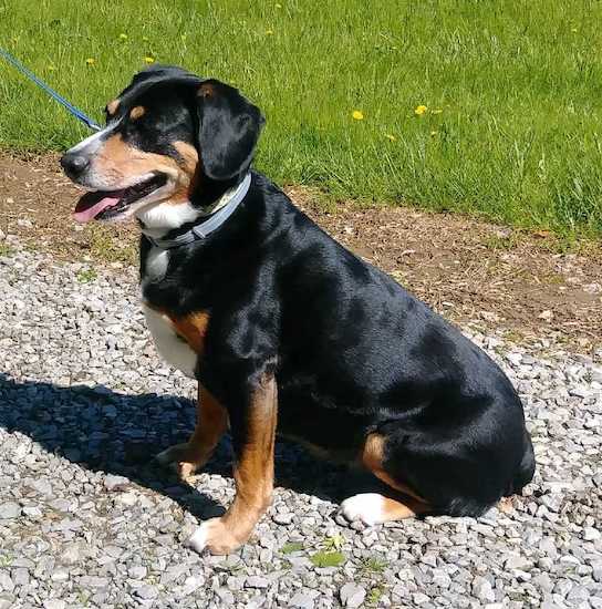 side view - a thick bodied, tricolor black tan and white dog sitting down in a stone driveway