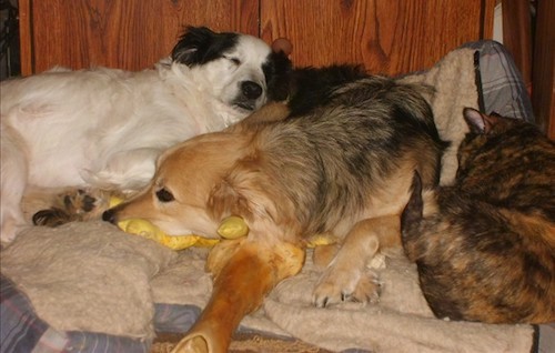 Two dogs and a cat sleeping on top of a tan dog bed on the floor inside a house next to a wooden cabinet