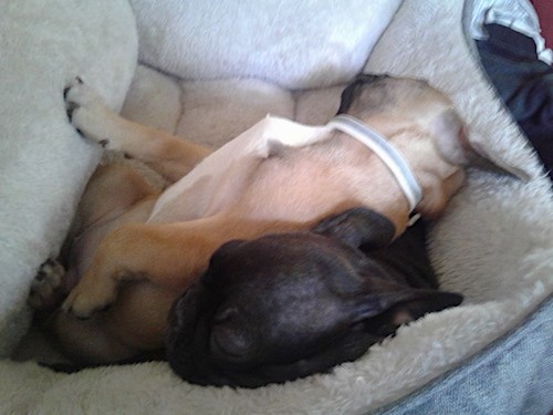 Two small dogs sleeping together on a denim color dog bed with the tan dog sleeping belly-up on top of the black dog whos head is sticking out from under the tan dog