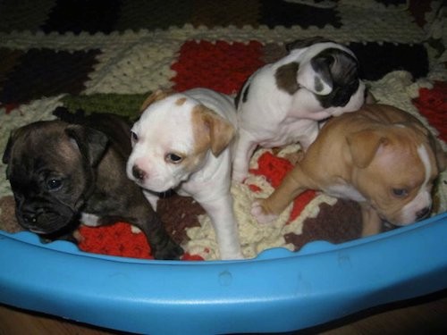 A litter of for puppies in a blue plastic pull sitting on a knitted quilt
