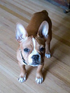 A small tan and white bully puppy with large bat ears that stand straight up and a white muzzzle with a tan body standing on a hardwood floor