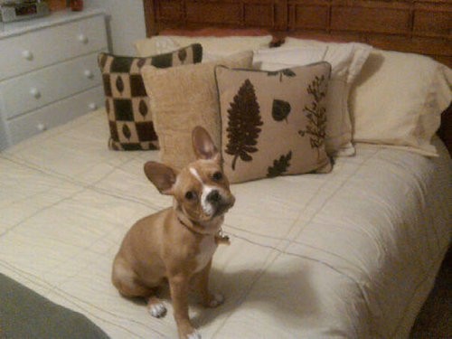 A small, bully-type puppy wiht a thick, muscular body, a big head, large bat ears, a black nose and a tan body with a white chest and white blaze sitting on a person's bed