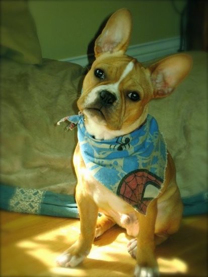 A little, short coated, thick, wrinkly dog with large prick ears, a big head, wide chest, dark eyes and a black nose wearing a Spiderman bandana sitting on hardwood floor looking forward