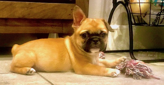 Side view of a pudgy thick puppy with a nub for a tail, one ear up and one ear down, a brown coat and a black muzzle laying down inside a home.