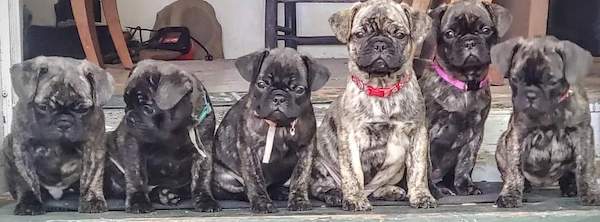 Six little puppies with pushed back wrinkly little faces lined up across a porch