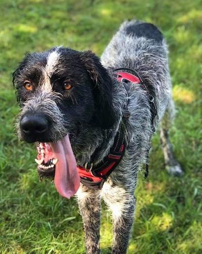 A large breed, gray and black wirehaired dog with his long pink tongue hanging out standing outside in grass