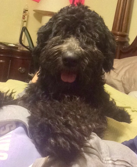 A large breed wavy coated black dog laying down on a person's bed with his pink tongue showing.