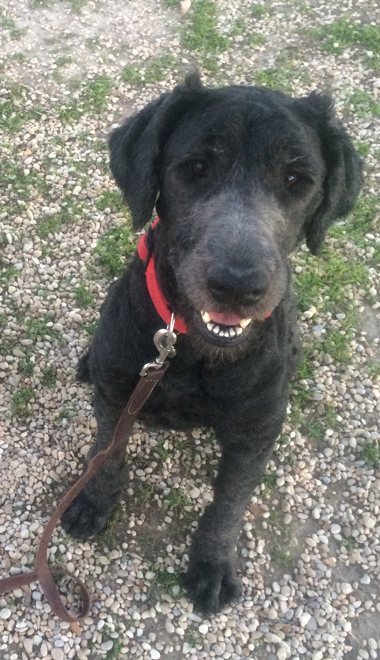 A large black dog with his coat shaved short sitting down on gravel