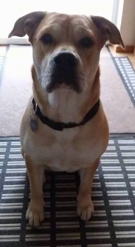 Front view of a tan dog with a wide white chest, a boxy snout, rose ears, dark eyes and a black nose sitting down inside of a house in front of a door