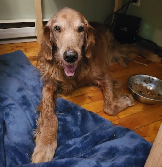 A graying, red-dog laying down next to his food bowl with this front paw on a blue blanket