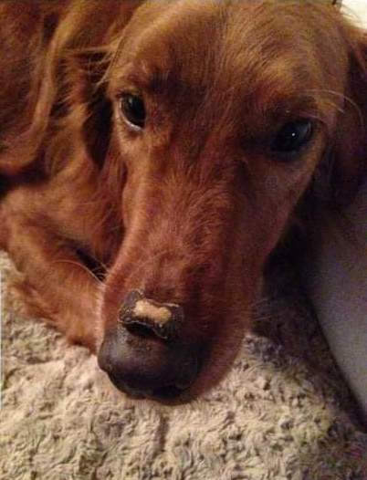 A red colored dog with a long snout and dark eyes with a treat shaped like a bone on this black nose