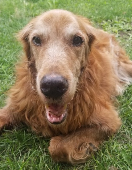 A red colored aging dog with his fur changing to a gray color laying down in grass