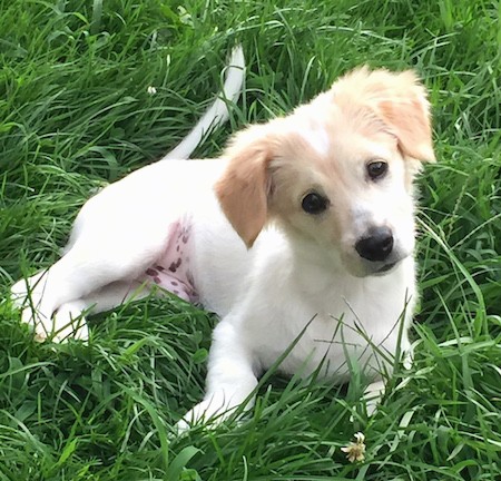 A soft little white dog with tan on his head, a black nose and black eyes laying down in green grass