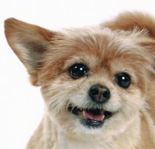 Front view head shot of a tan dog with a thick shaved coat, wide round black eyes, a dark nose, black lips with a little pink tongue showing and ears that stand up and out to the sides looking happy