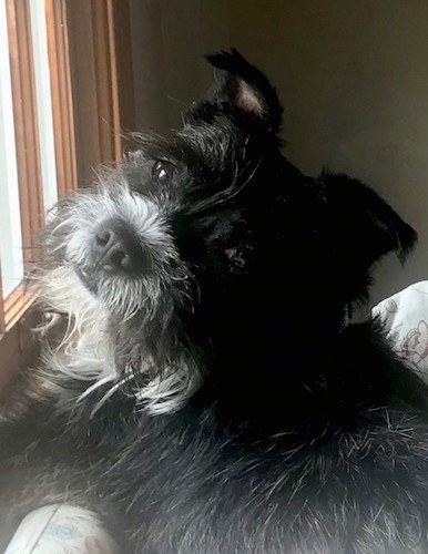 Close up head and upper body shot of a long haired black and white dog laying across the top of a couch inside of a house in front of a window