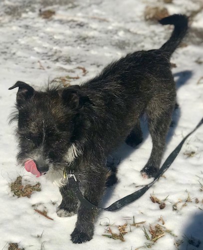 Looking down at a black and white terrier dog licking his nose while standing outside in snow