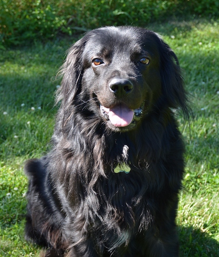 A large breed, thick coated, black dog sitting down in green grass looking happy with this pink tongue showing