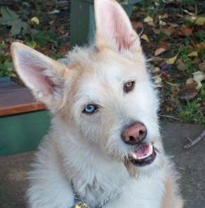 Close-up head shot of a tan and white prick earred dog with a brown nose and blue eyes cocking his head to the left