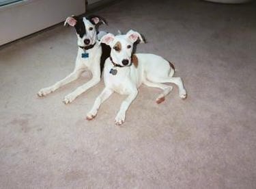 Two dogs, a black and white dog laying next to a tan and white dog on a tan carpet