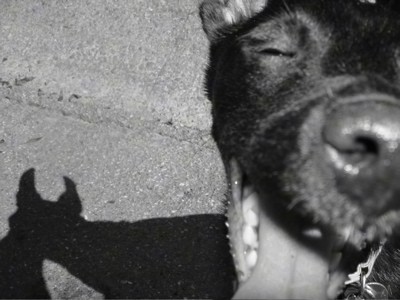 Close up head shot of half of a short coated black dog's head on the right with the shadow of the dog on the left on the pavement