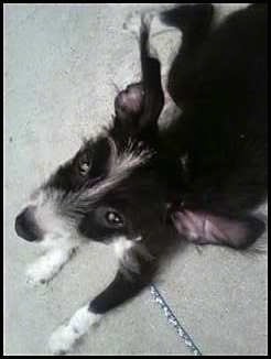 View from above looking down on a black and white dog with longer hair on his face, large ears, dark eyes and a black nose with a long muzzle laying down looking up