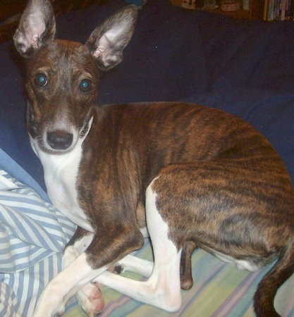 A thin, short-coated brindle and white dog with a long muzzle and very large ears that stand up laying down curled up on a person's bed