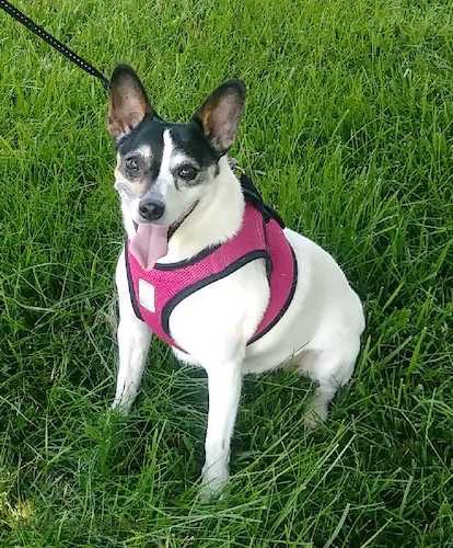 A white dog with a black head, prick ears wearing a red harness sitting in grass.