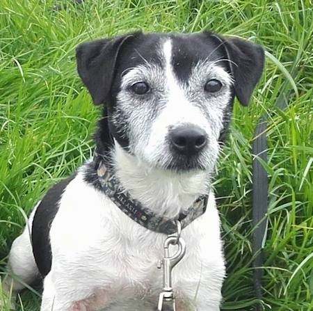 A graying, black and white terrier dog with longer hair on her face and a short coat on her body, black ears that fold down to the sides, a black nose and dark eyes sitting down in grass