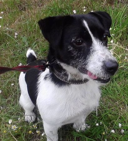 A black and white medium-sized dog with long hairs on her face and chest sitting down in grass