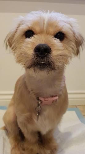 A small tan dog with longer hair on her face and shorter hair on her body sitting down on a pee pad inside of a house