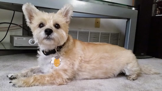 A little tan dog with a shaved coat, prick ears, black eyes and a black nose laying down on a tan carpet.